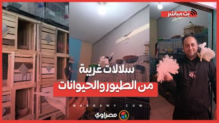 فردة الحمام بـ 3 آلاف جنيه.. شاب يربي سلالات غريبة من الطيور والحيوانات في الشرقية
