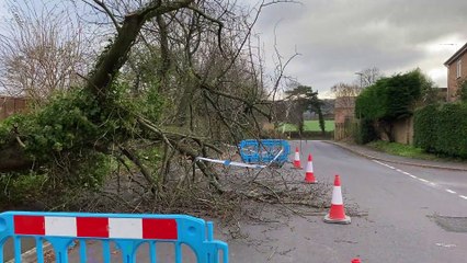 A fallen tree partially blocks Wellington's Hoyles Road