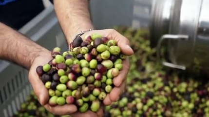 Olio EVO, progetto da Universit? Mediterranea e Unaprol