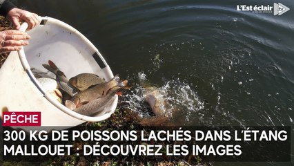 Plus de 300 kg de poissons lâchés à l'étang Mallouet