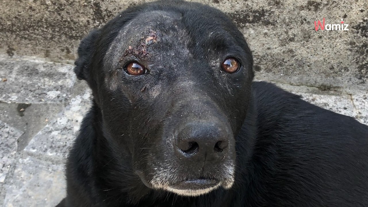 Umzug ohne Rückkehr: Hund wartet monatelang vergeblich auf sein Herrchen