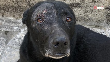 Umzug ohne Rückkehr: Hund wartet monatelang vergeblich auf sein Herrchen