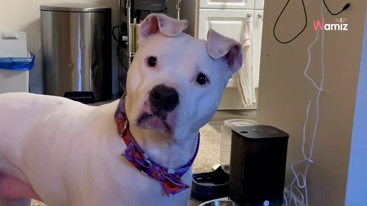 Voederautomaat kapot: Deze hond zorgt voor miljoenen lachbuien (video)