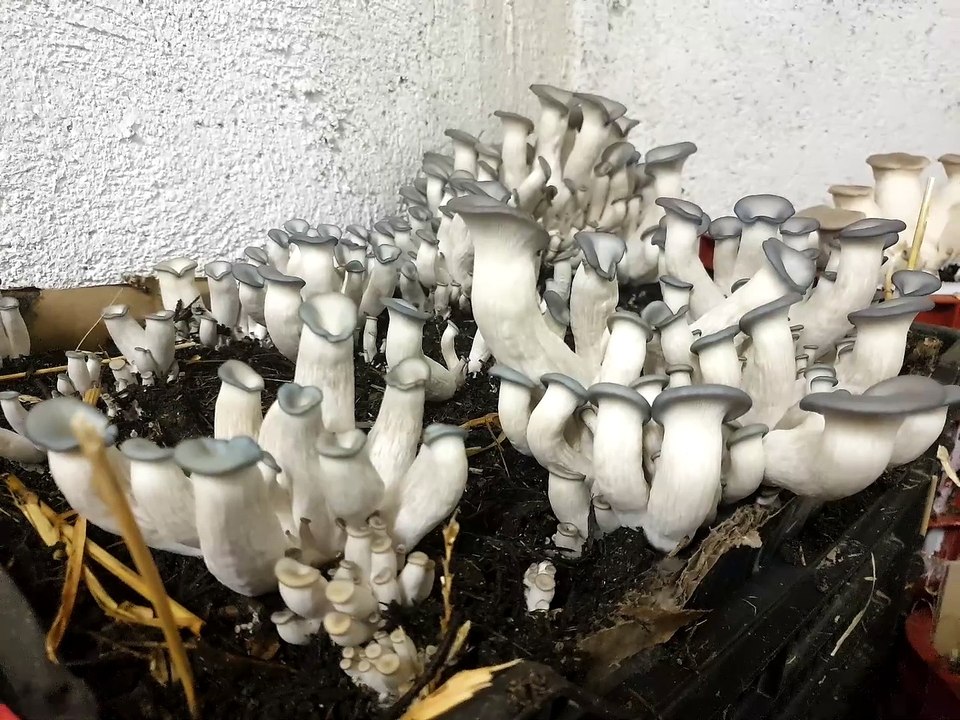 funghi