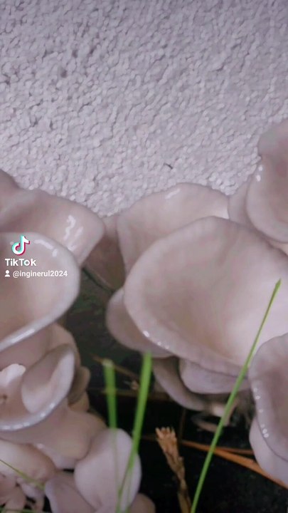funghi