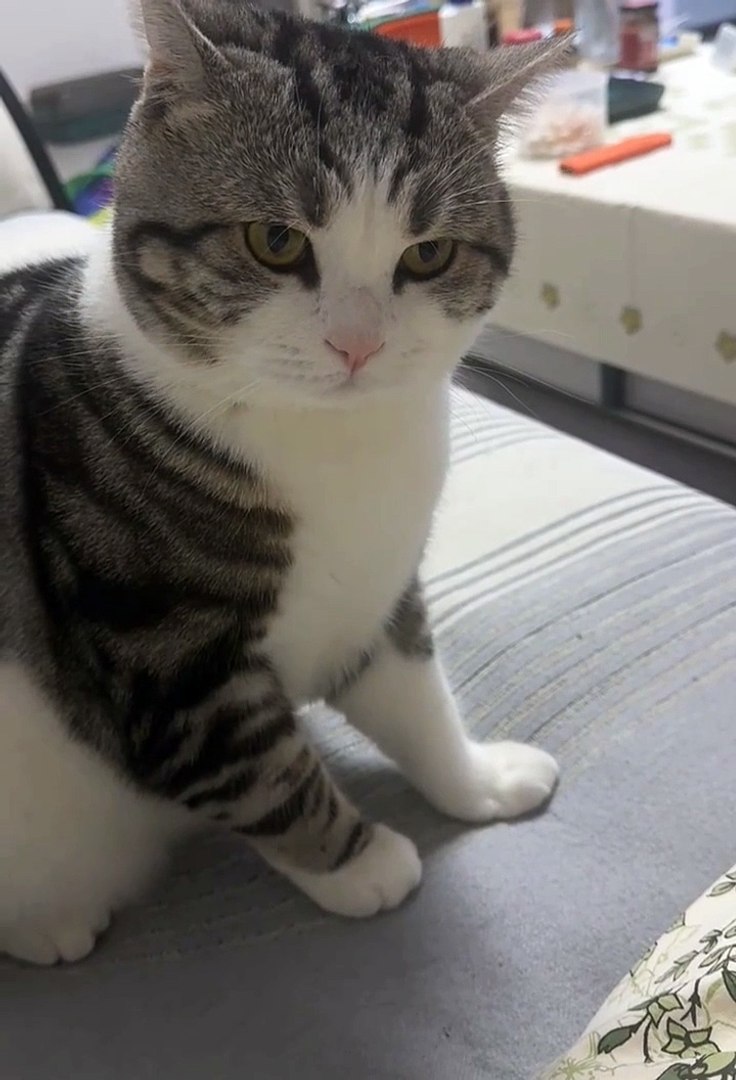 Cute animals | funniest animals #cutepets #animal #cuteanimals #funnyanimals #funny