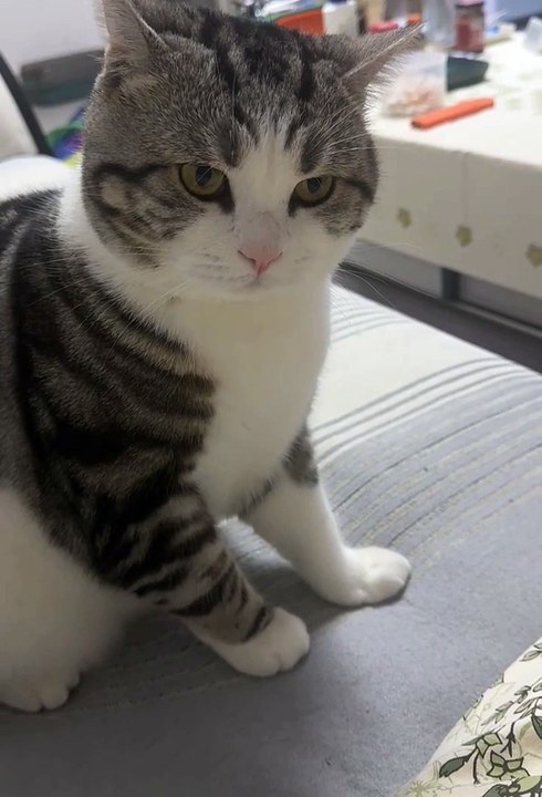 Cute animals | funniest animals #cutepets #animal #cuteanimals #funnyanimals #funny