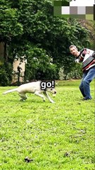 Dog Exercise Tips- Fun in British Columb