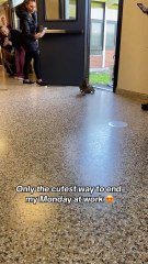 Mama duck leads her ducklings through the halls of an elementary school!