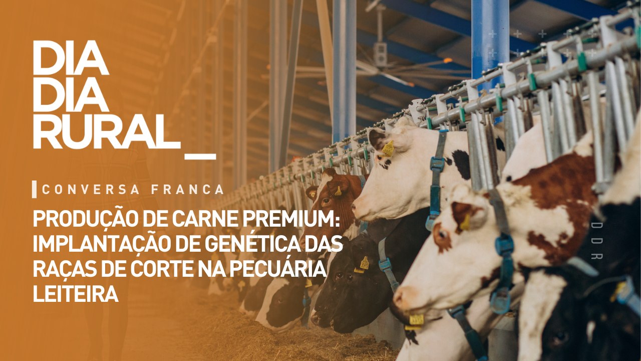 Produção de carne premium: implantação de genética das raças de corte na pecuária leiteira