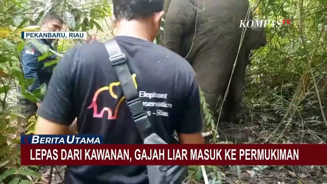 Lepas Dari Kawanan, Gajah Liar Masuk ke Permukiman Warga
