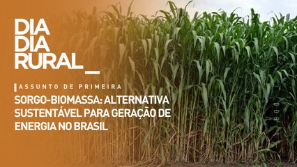Sorgo-biomassa: alternativa sustentável para geração de energia no Brasil