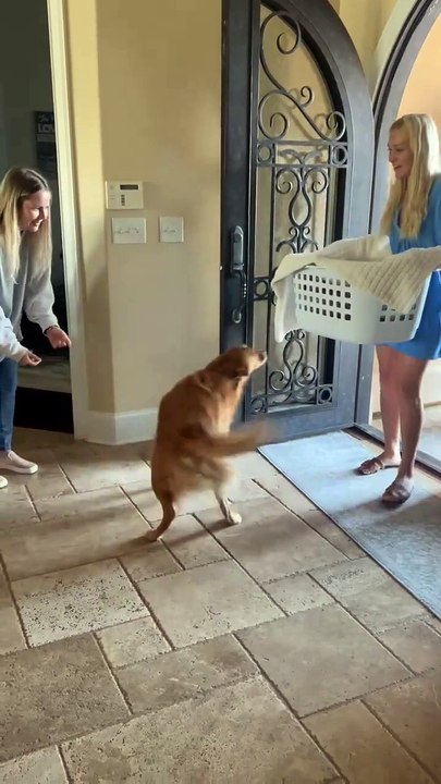 Sweet Golden Retriever is meeting the new puppy for the first time!