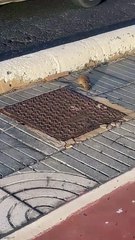 Una rata se pasea por la Avenida Marítima de Las Palmas