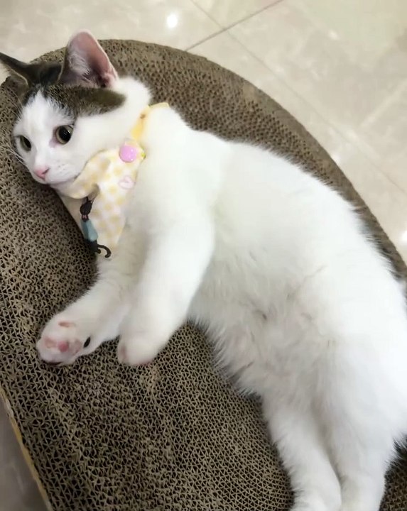 🐾 Welcome to the Ultimate Cat Wonderland! 🐱✨ Dive into this purr-fectly c