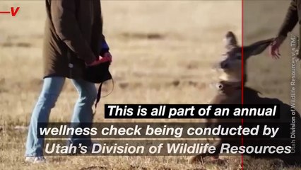 Are Those Deer Flying in the Skies Over Utah? You Have to Check This Out