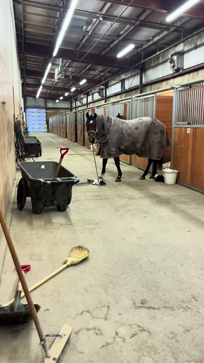 Cat and horse are best friends!