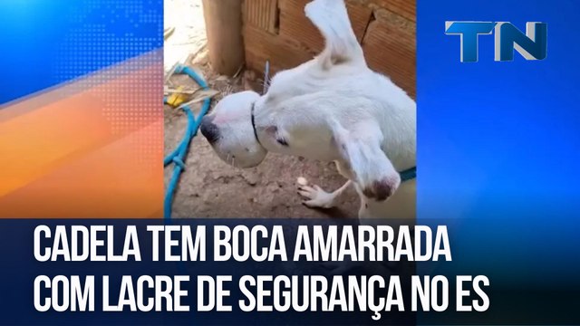 Cadela tem boca amarrada com lacre de segurança no ES