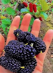 59cbdaa1a93ba2b4b6542967c0b6611a