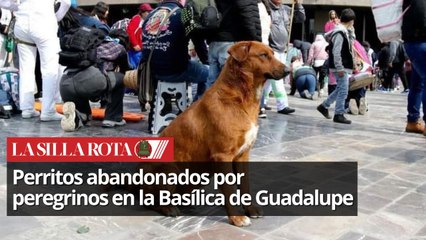 Animalistas piden a peregrinos no abandonar a perritos en la Basílica de Guadalupe
