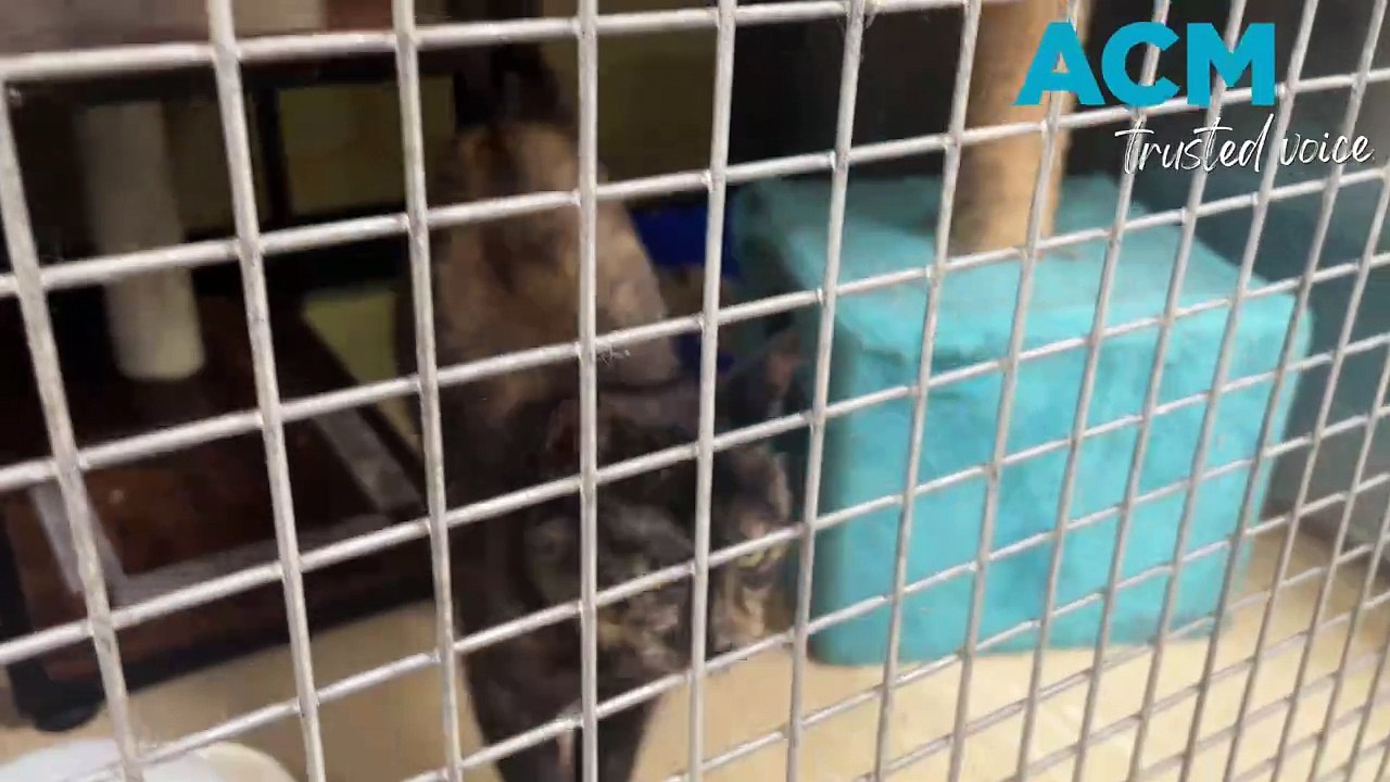 Glenfield Road Animal Shelter