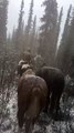 Snow weather ☁️ beautiful horses