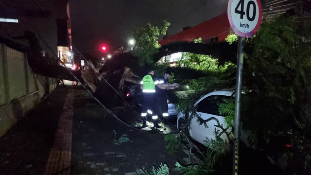 Árvore cai e atinge 6 veículos e imóvel na Rua Afonso Pena, no Centro de Cascavel