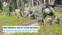Perú erradica más de 25,000 hectáreas de cultivos ilegales de hoja de coca
