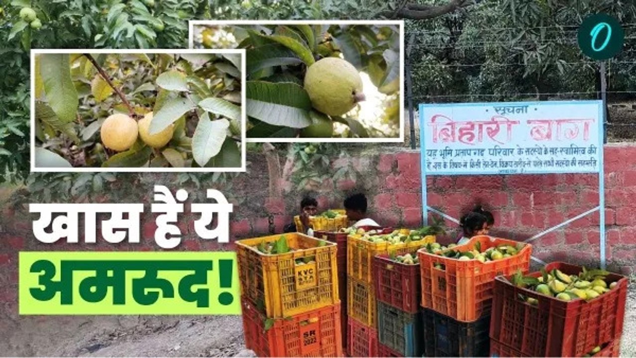 स्वाद में लाजवाब, सेहत के लिए भी फायदेमंद... विंध्य के इलाहाबादी सफेदा अमरूद में क्या है खास?