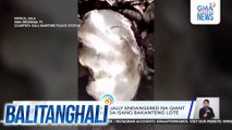 P45-M halaga ng critically endangered na giant clam shells, nasabat sa isang bakanteng lote | Balitanghali