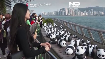 مجسمات الباندا تزين واجهة هونغ كونغ البحرية وسط إقبال واسع