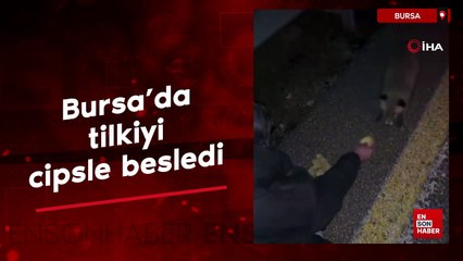 Bursa'da tilkiyi cipsle besledi