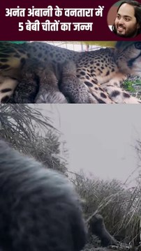 दुनिया का सबसे बड़ा एनिमल रेस्क्यू सेंटर वनतारा’ से आई नई खुशियाँ पांच चीता शावकों का जन्म, #Gujarat #Jamnagar #Cheetah #Vantara #AnantAmbani #Ambani #Reliance #Cheetahcubs