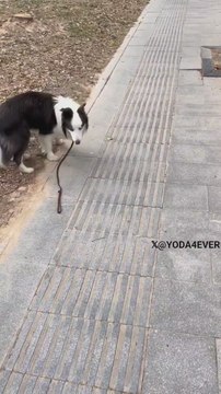 Un hombre graba a sus perros y retrata la diferencia entre un Husky y un Border Collie