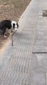 Un hombre graba a sus perros y retrata la diferencia entre un Husky y un Border Collie