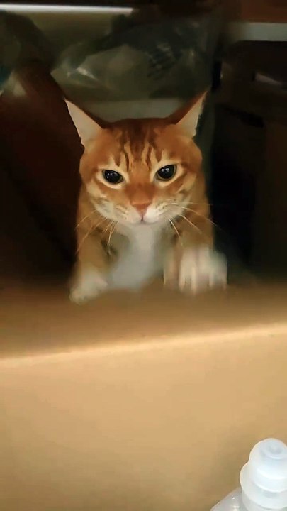 Orange and cardboard