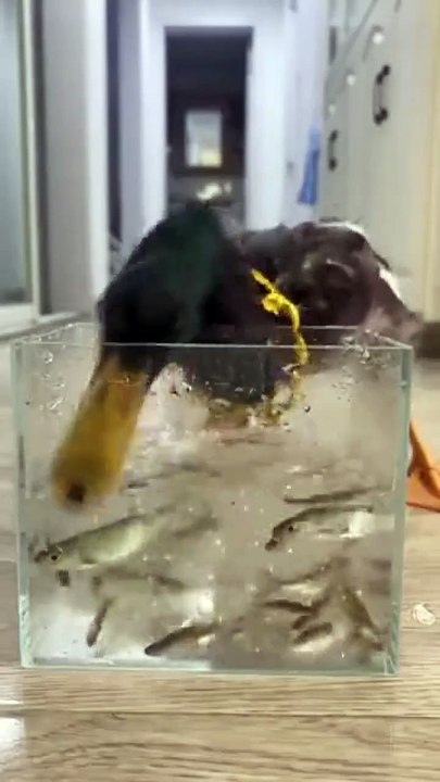 Ce canard avait une grosse faim