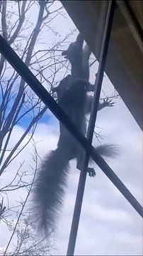 Mais que font donc ces 2 écureuils...