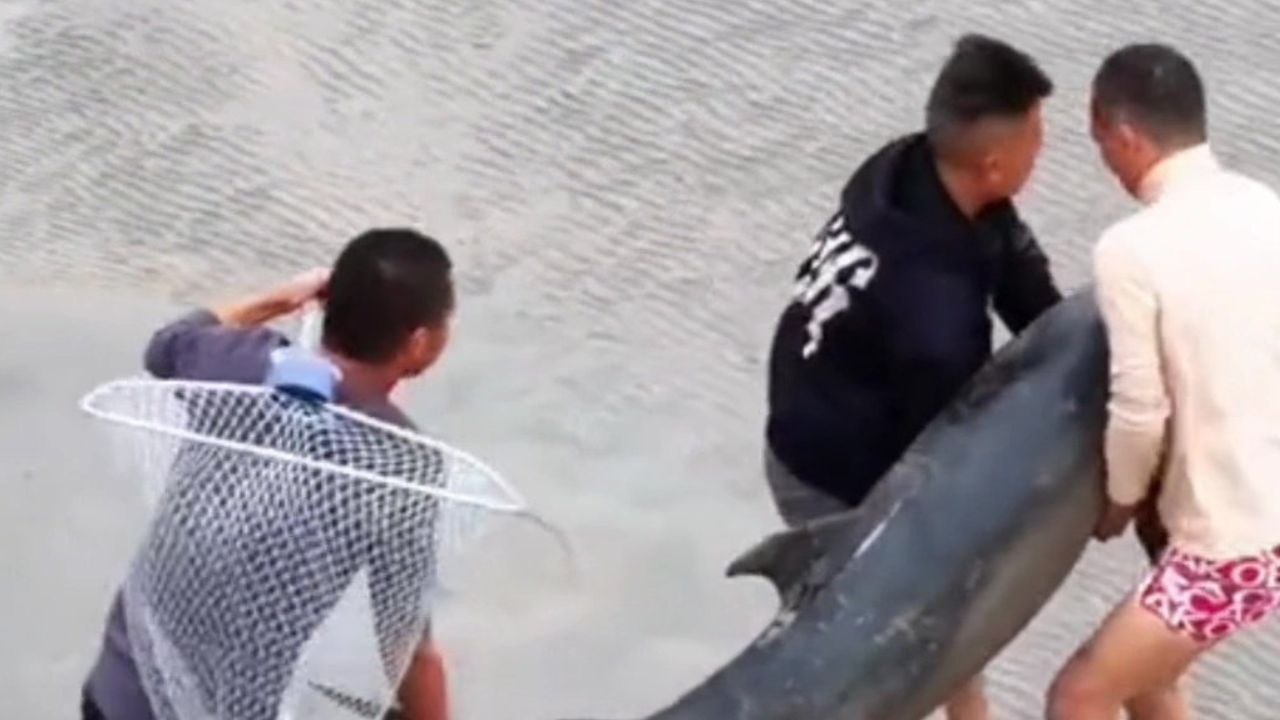 Rescuers save dolphin stranded on riverbank