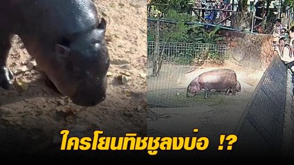 ชาวเน็ตเดือด ใครโยนทิชชูลงบ่อน้องหมูเด้ง พอดูวงจรปิดถึงกับ..โอละพ่อ