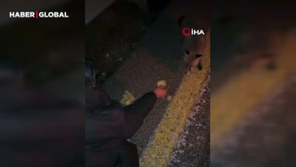 Tilkiyi cipsle besledi, o anları kayda aldı