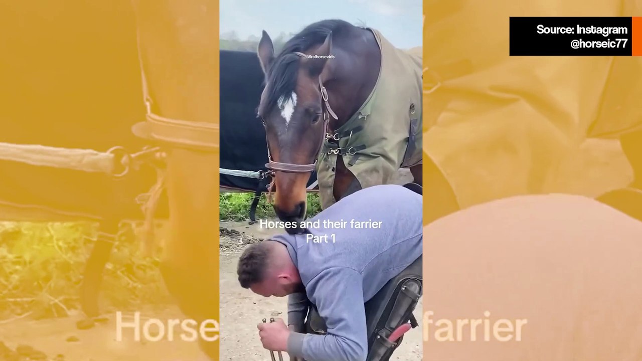 Söpö video: hevoset osoittavat kiintymystään kengittäjilleen