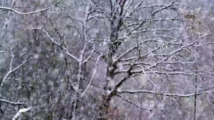 Cele mai tari Colinde de Craciun! Colaj