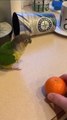 Parrots Doing People Things- Walking, Talking, and Even Working Out! #birds #funny_2EnteritermentWorld