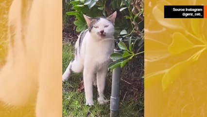 Tämä hulvaton video kissoista, jotka yrittävät juoda vettä, piristää päivääsi