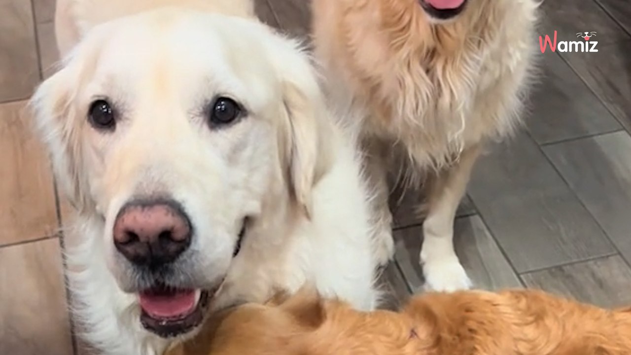 Sauvé d’une usine à chiots, ce Golden Retriever est bombardé d’amour par les autres chiens de sa famille