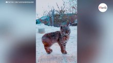Zobaczyła kota za oknem. Kiedy przyjrzała mu się bliżej, chwyciła za telefon (video)