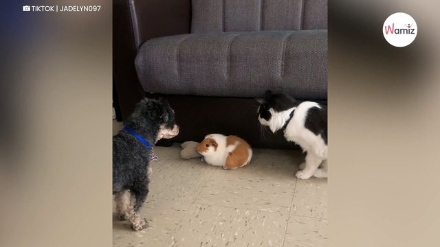 Kot zaczepia świnkę morską. Wtedy przybiega pies i zmienia bieg wydarzeń (video)