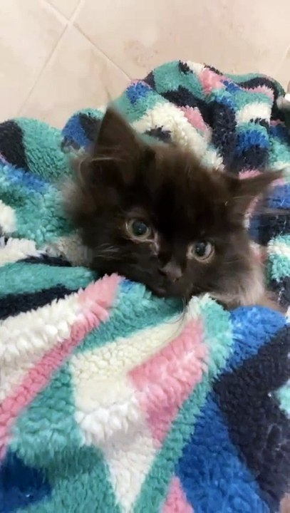 North Coast Cat Rescue