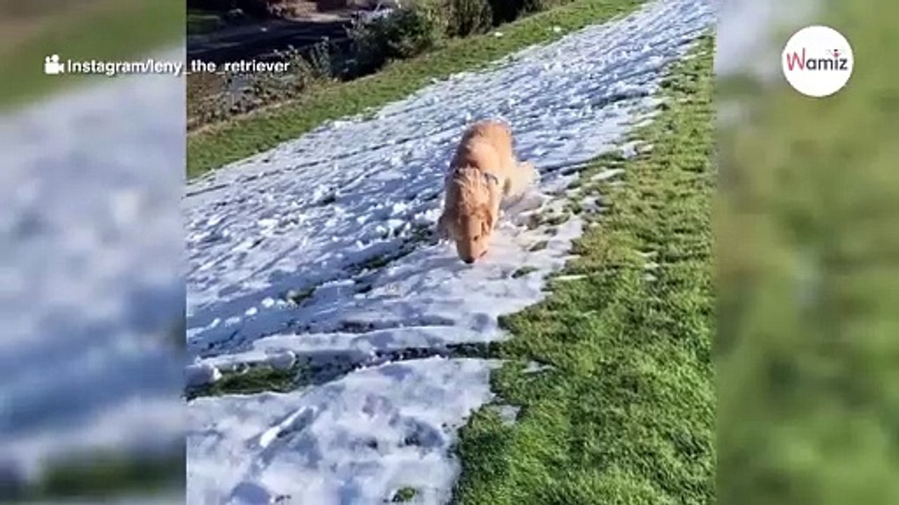 Lustiger Golden Retriever der Welt hat ein ganz besonderes Hobby